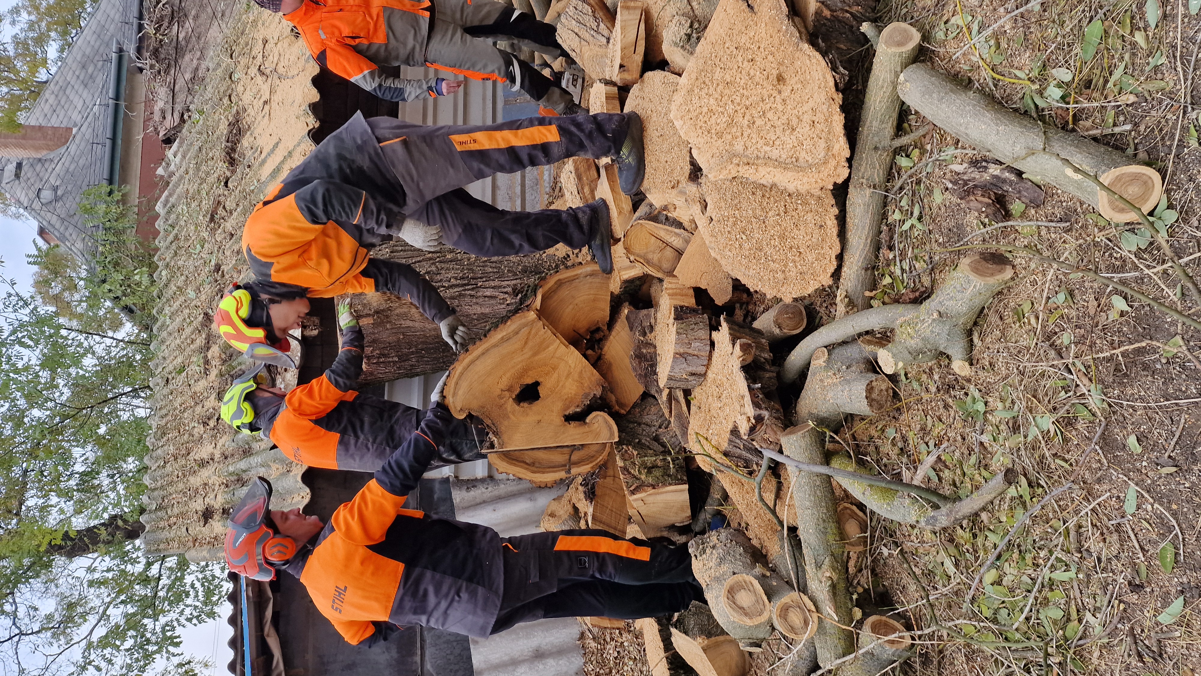 Fakivágás - 2024 november