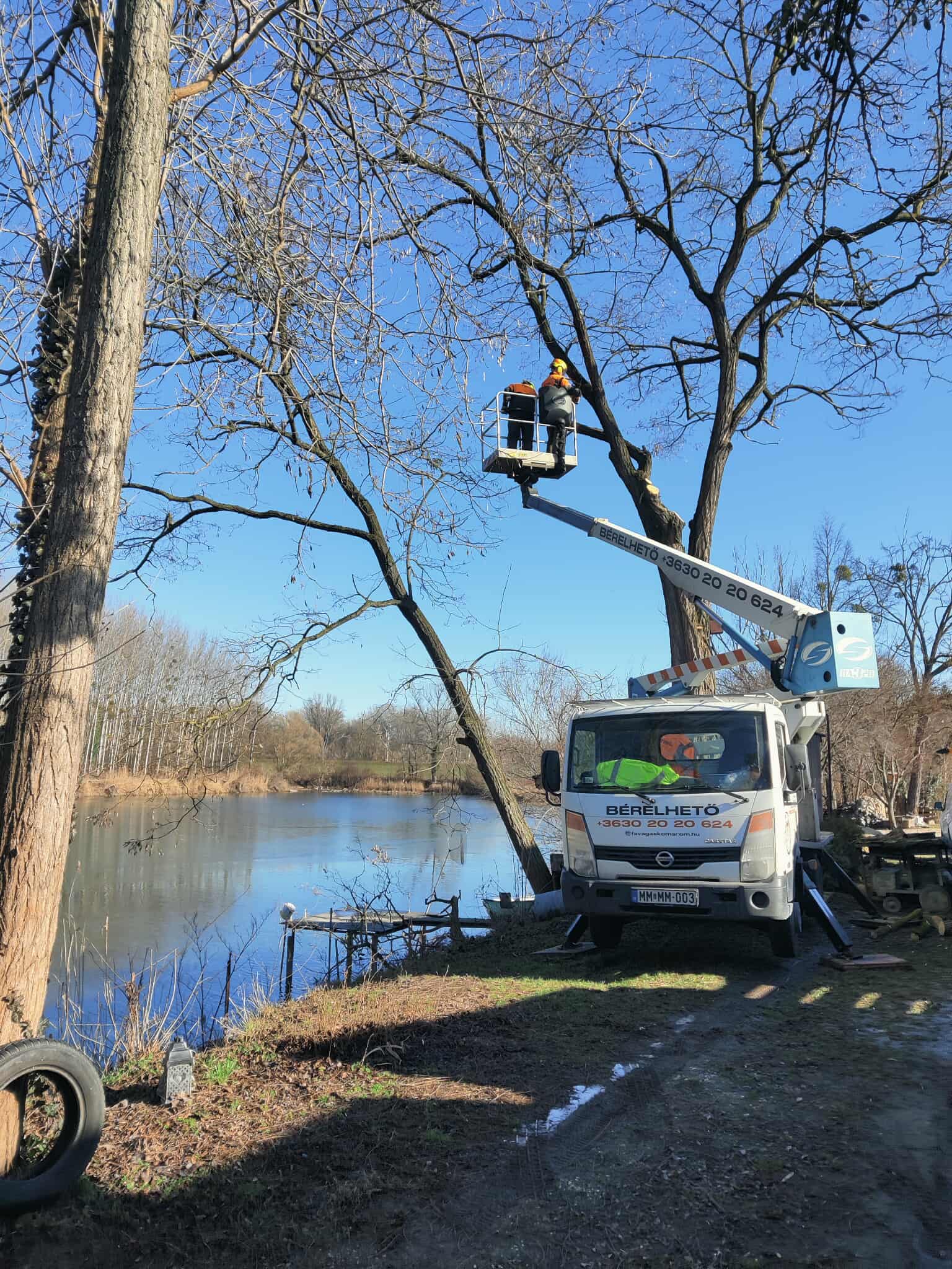 Fakivágás emelőkosaras teherautóval
