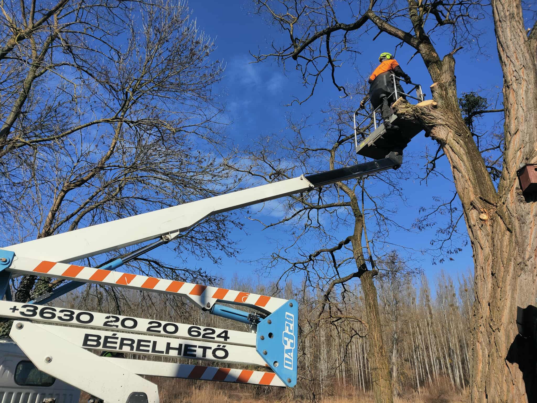Fakivágás emelőkosaras géppel - erdő